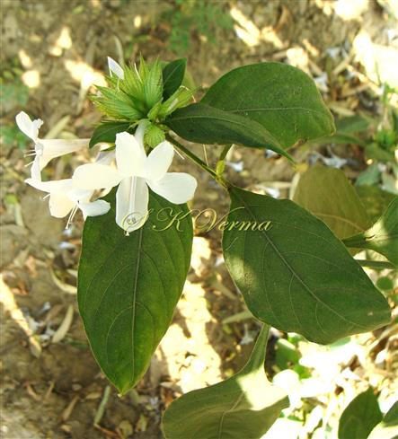   Flowering shoot with dense terminal cymose inflorescence